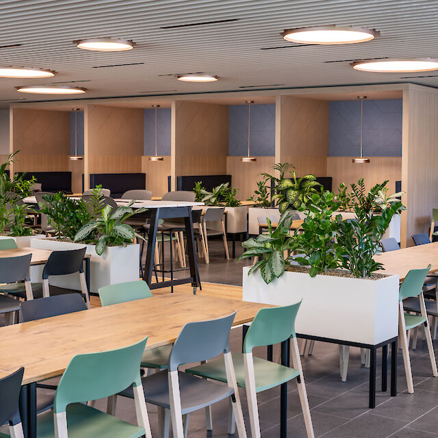 Grande cafétéria avec mobilier en bois et rembourré, séparations végétales et plafonniers ronds