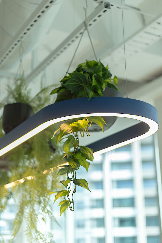 Detalle de una lámpara colgante Liquid Line azul con plantas verdes colgantes en el interior