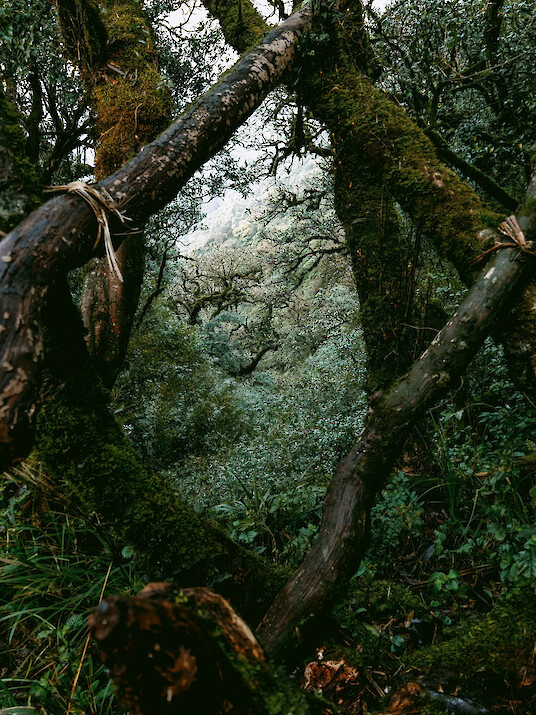 Dense forest with moss-covered, intertwined tree trunks and lush green vegetation.