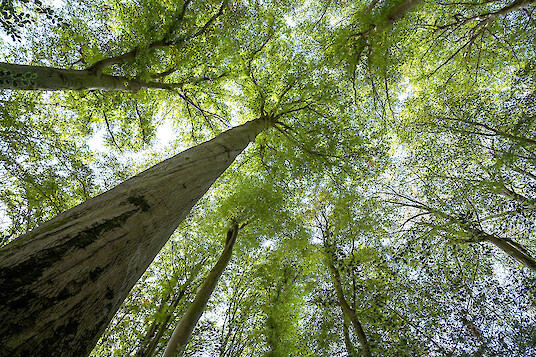 View up a tall tree trunk into the dense green canopy of a forest.