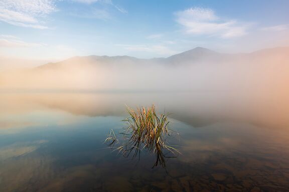 Juncos en el tranquilo lago, rodeados por la bruma matinal y la suave luz del amanecer.